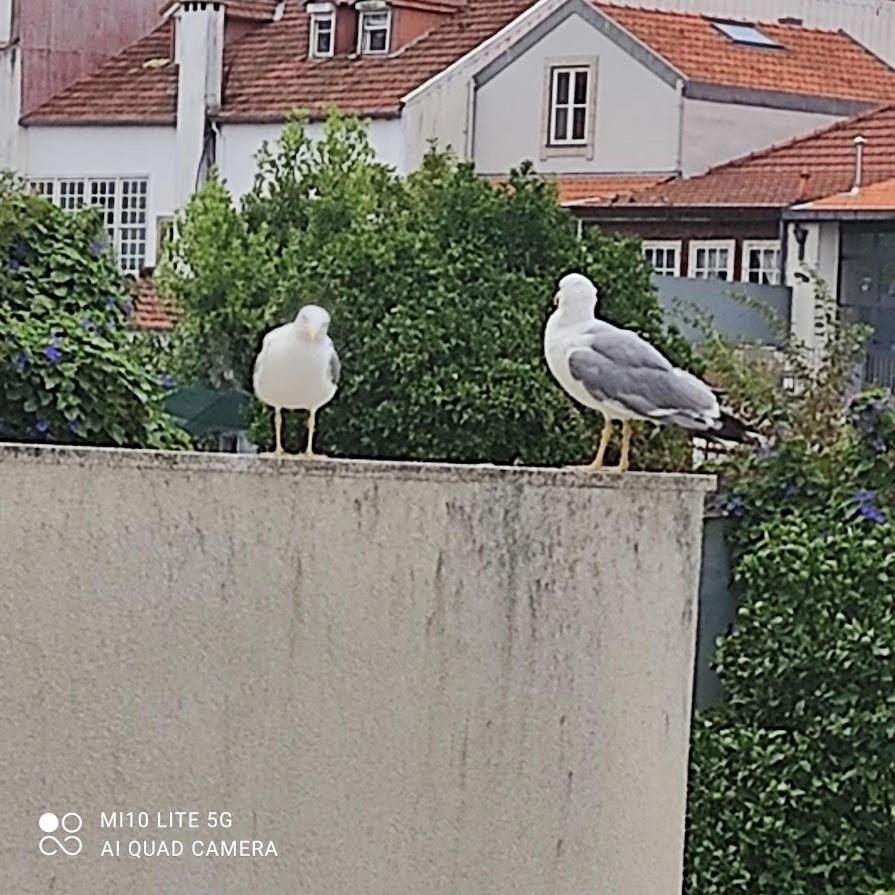 Porto Garden Yard Apartment Eksteriør bilde